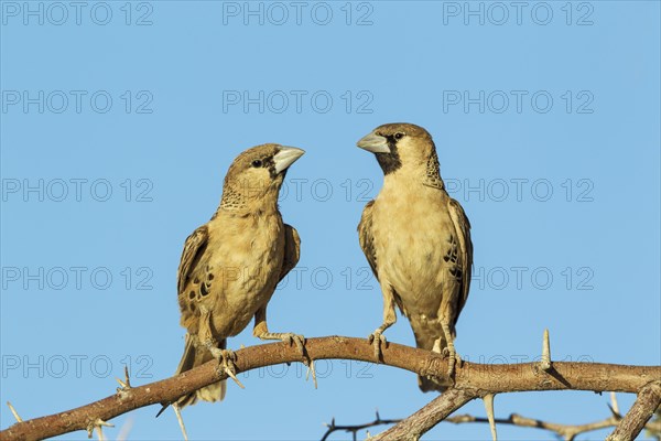 Sociable Weavers