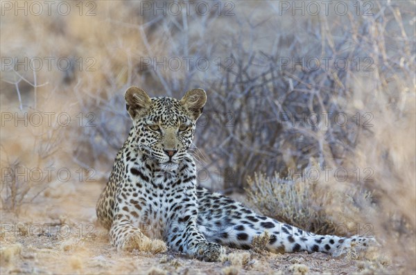 Leopard
