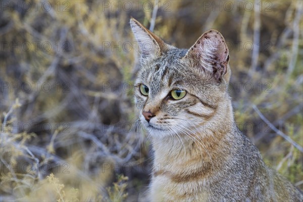 African Wildcat
