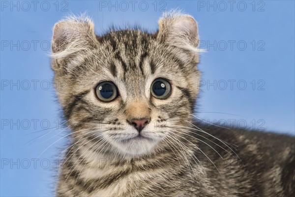 Breedcat American Curl