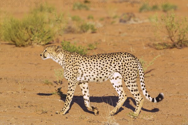 Cheetah