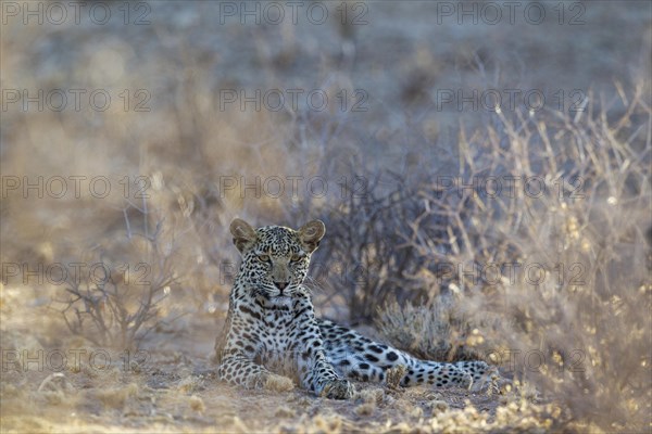 Leopard