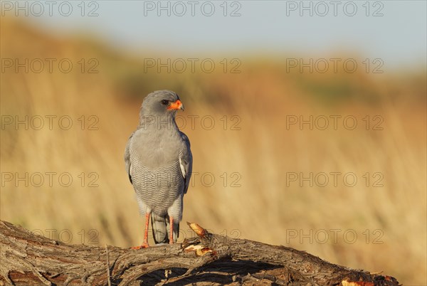 Pale-chanting Goshawk