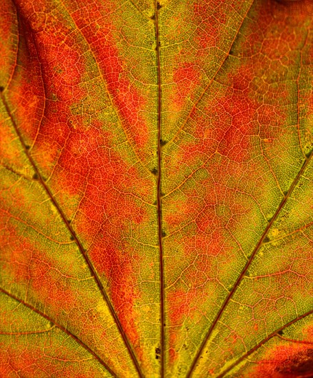 Maple