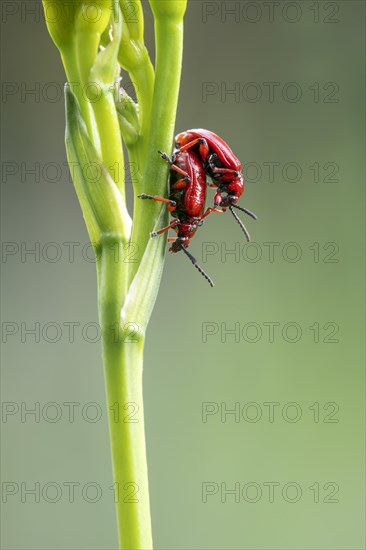Scarlet lily beetle