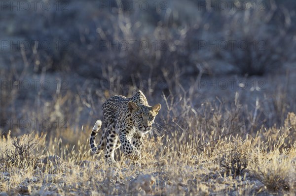 Leopard