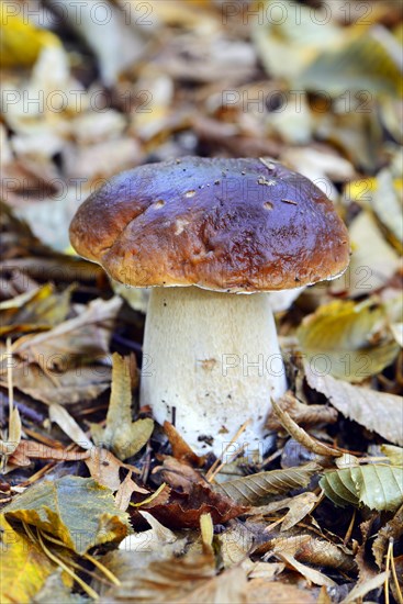 King bolete