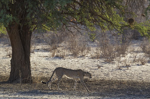 Cheetah