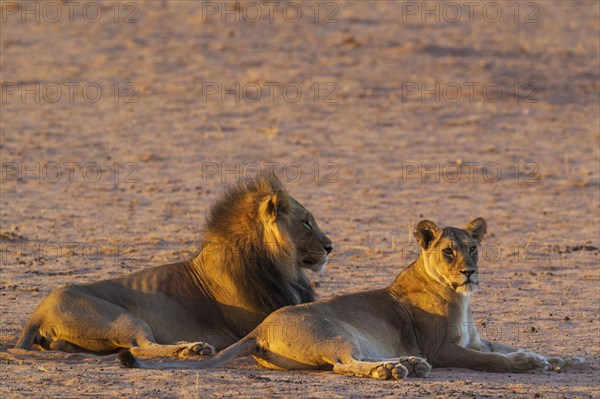 Black-maned lions