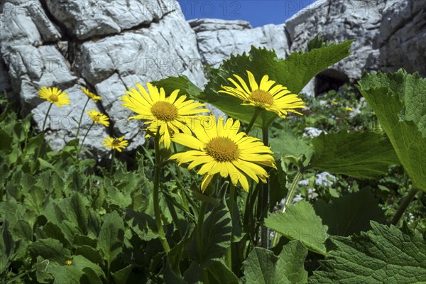 Doronicum grandiflorum