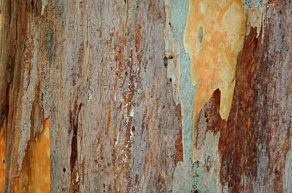 Bark of a Eucalyptus