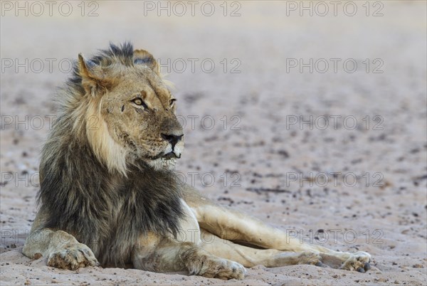 Black-maned lion