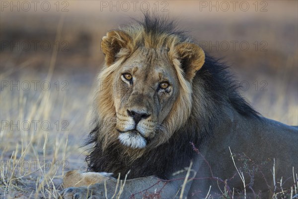 Black-maned lion