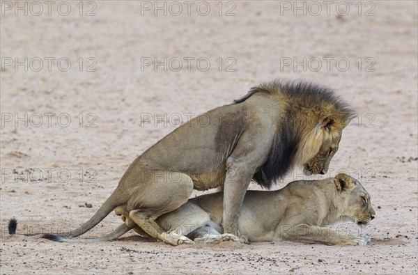 Black-maned lions