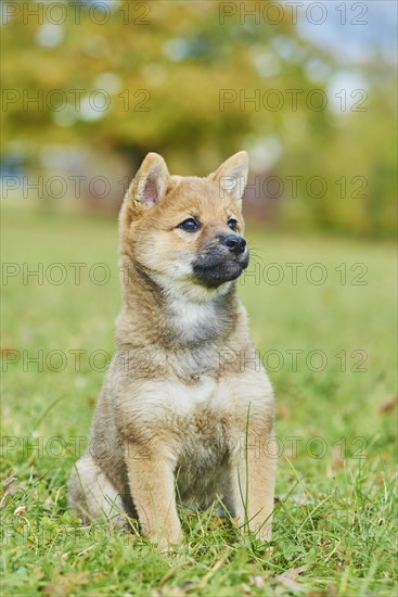 Shiba