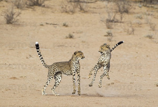 Cheetah