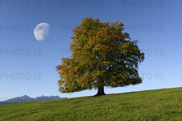 Common beech
