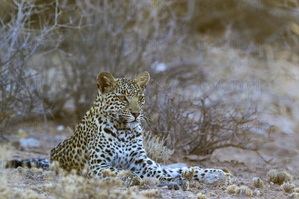 Leopard