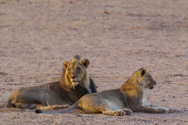 Black-maned lions