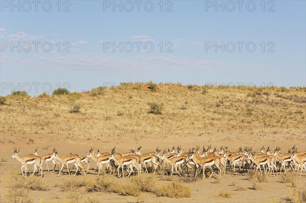 Springboks