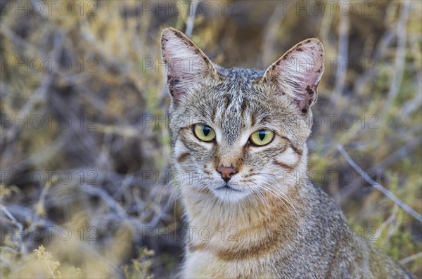 African Wildcat
