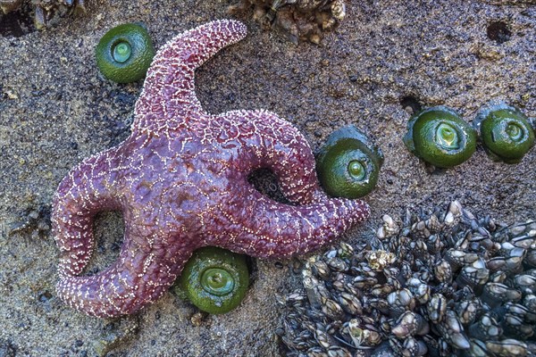 Starfish