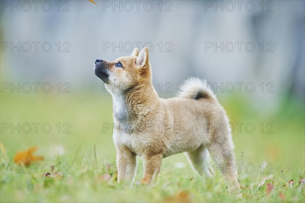 Shiba