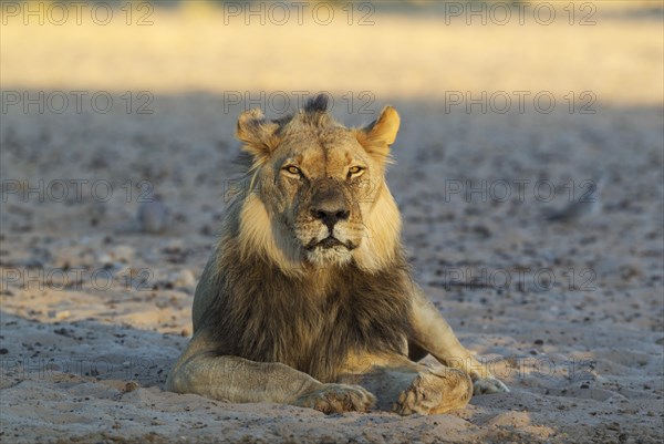 Black-maned lion