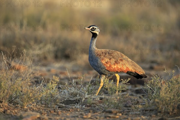 Blue Bustard