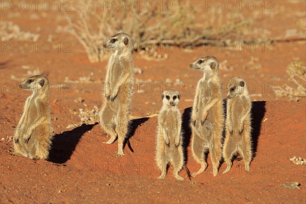 Meerkats