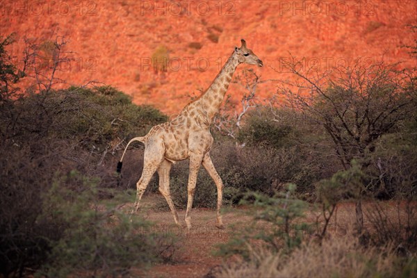 Southern giraffe