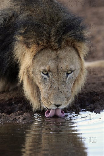 Kalahari lion