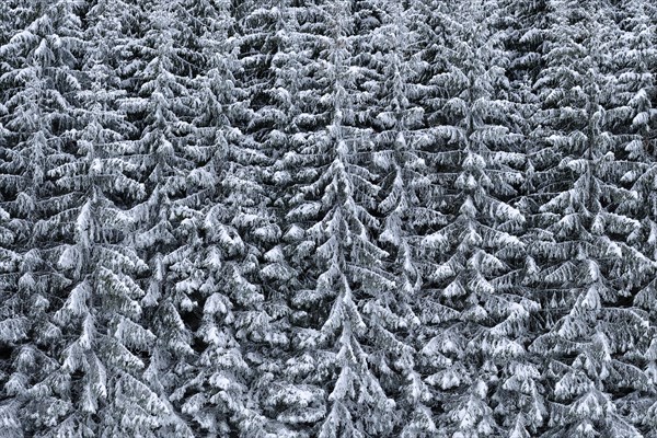Snow-covered spruce forest on a slope