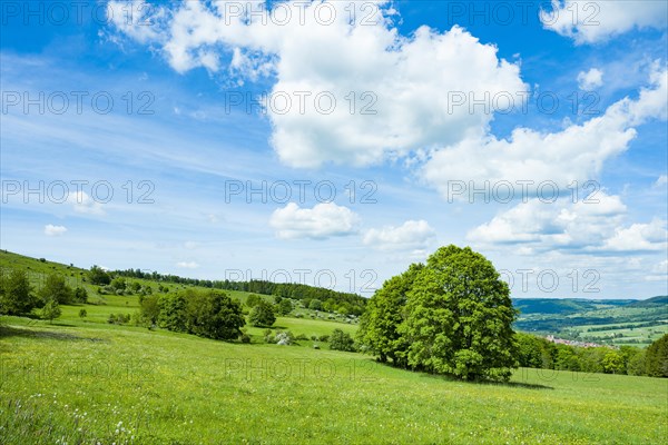 Meadow landscape in spring