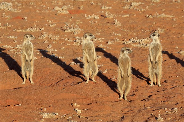 Meerkats