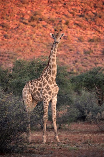 Southern giraffe