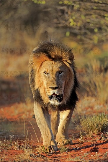Kalahari lion