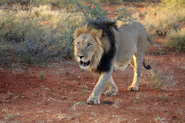Kalahari lion