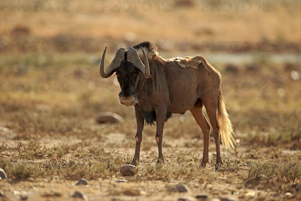 White-tailed gnu