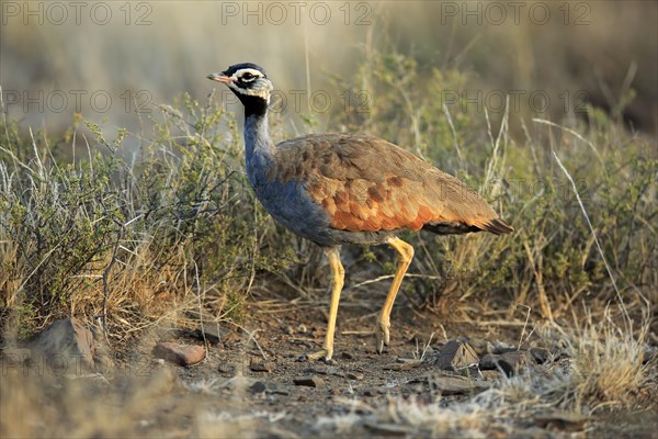 Blue Bustard
