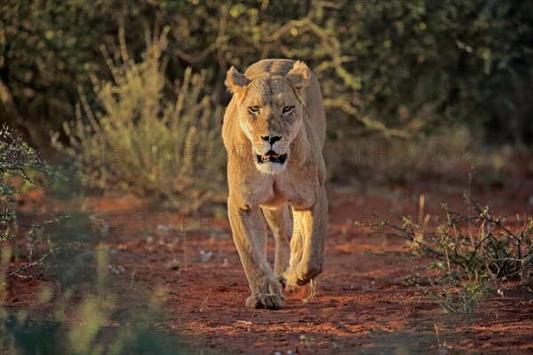 Lioness