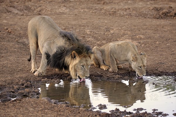 Lions