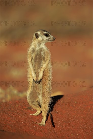 Meerkat