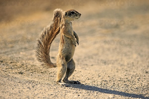 Cape ground squirrel