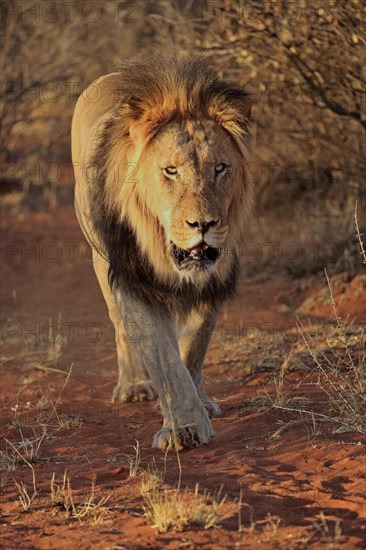 Kalahari lion