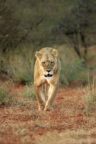 Lioness