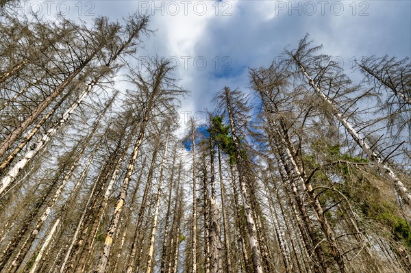 Dead Spruces