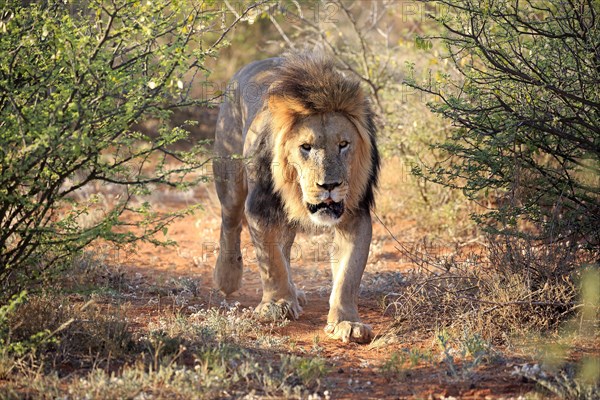 Kalahari lion