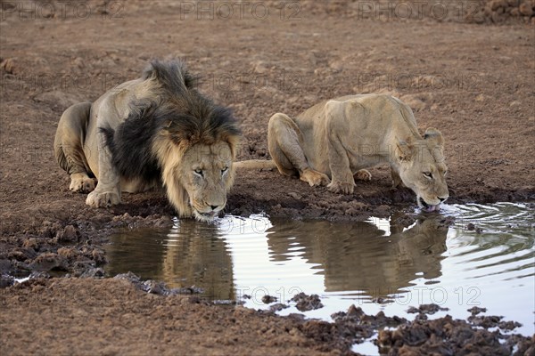 Lions