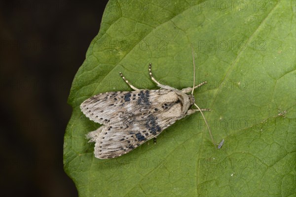 Wormwood Moth
